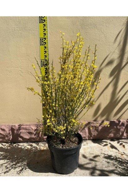 Ракитник ранний Олголд (жёлтый) - 3л/вис.40-60см/Ø20-30см